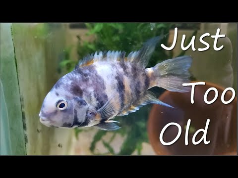 Fish Room Vlog Part 207 Not all breeding programs go according to plans