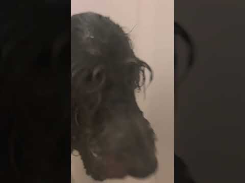 Cute little girl/ AKA/ DOGGIE #music