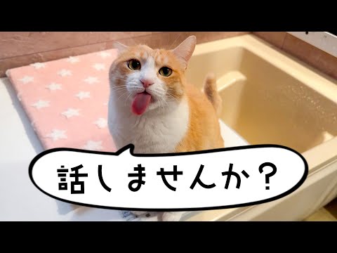 猫の動画サムネイル - 【生放送】GWをギックリ腰で寝たきりになっていました。猫と遊びつつ話します。