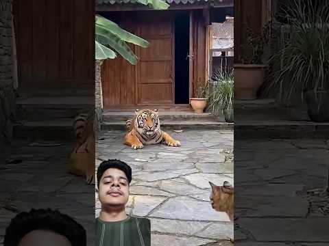 A disabled duckling helps his cat friend🐥#DuckRescue #CuteAnimal #AnimalRescue