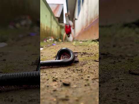 Nothing else matters, dancing with the millipedes is clearly more fun#shorts#millipedes