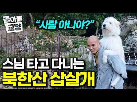 버려진 북한산 <strong>들개</strong> 거뒀더니.. 매일 멧돼지랑 싸우러 나가는 개들 #몰아볼교양