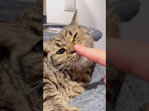 猫の動画サムネイル - 愛猫に日頃の感謝を伝えるパパwww #shorts #猫 #cat