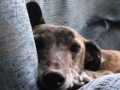 SAVEGREYHOUNDS