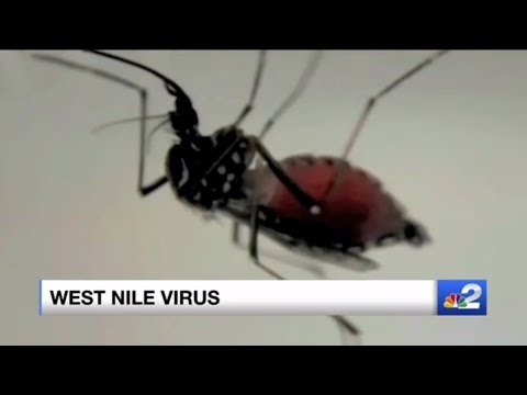 Health officials report several Lee County chickens test positive for West Nile virus