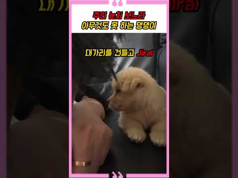 <strong>주인</strong> 눈치 보느라 아무것도 못 하는 댕댕이