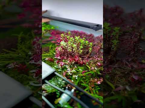 Colors ! With Fluval and this amazing light #aquas 