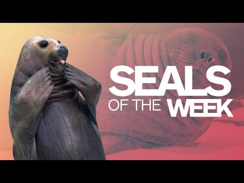 Big Seals, Little Seals, & More! - IGN Daily Fix - UCKy1dAqELo0zrOtPkf0eTMw