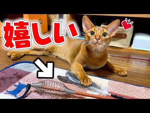 実家の猫たちに高級おもちゃを贈った結果、目の輝きと大暴れの様子を紹介 サムネイル