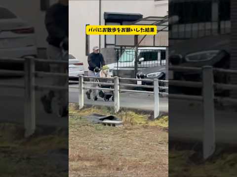 パパと柴犬のお散歩が面白すぎる件#柴犬#シベリアンハスキー#shorts #shortsvideo