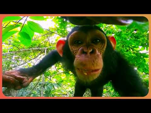 What Happens When You Give Cameras to Animals?