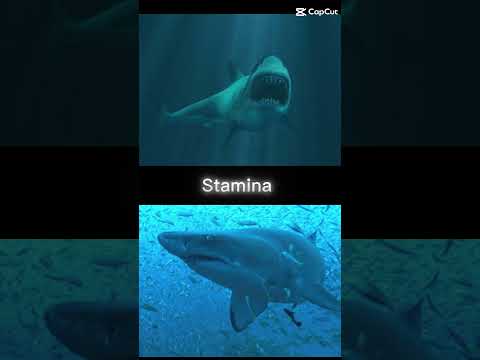 Great White Shark vs Sand Tiger Shark (Shark Championship #14)