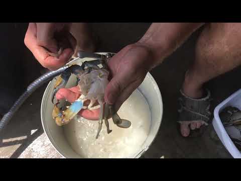 How to Clean / Cook Live Blue Crab