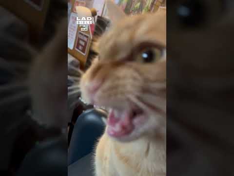 My cat hates birds so much 🤣 (🎥: Collab)