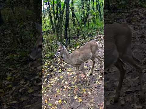Curious Fawn Bobbing Her Head | Adorable Baby Deer Up Close in the Wild 🦌 #wildlifeshorts