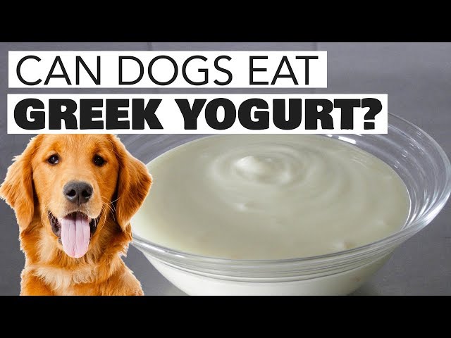 Can Dogs Eat Chobani Yogurt? - HayFarmGuy