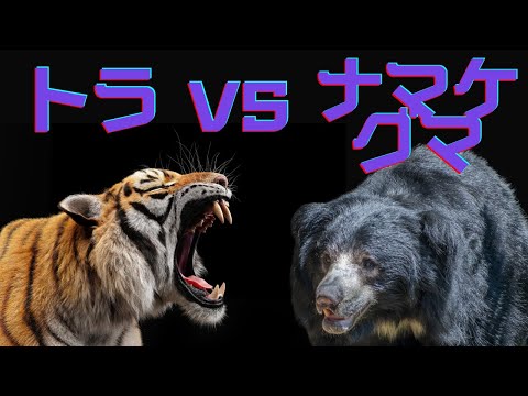 動物たちの仁義なき戦い トラvsナマケグマ