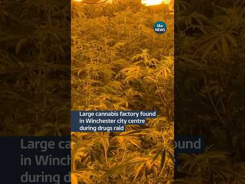 Drugs raid reveals huge cannabis factory in middle of city centre #itvnews #news #winchester #crime