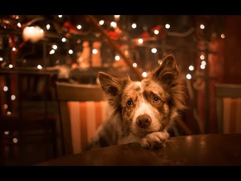 TEDDY SWIMS THE CHRISTMAS SONG COVER