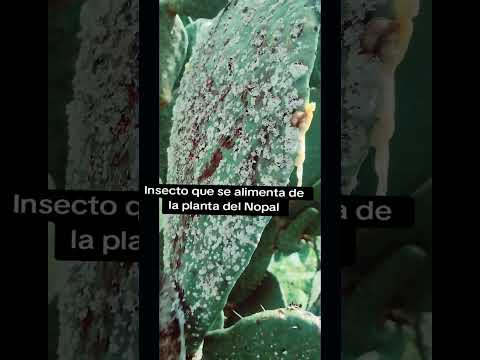 #beautiful #datoscurisos #belleza #skincare #ciencia #asmr #rojo #campo