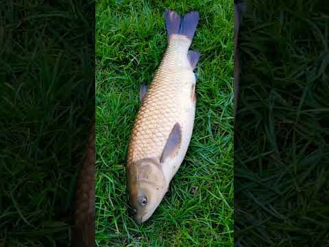 Растёт очень быстро!!! 👍 #рыба #fish #shorts