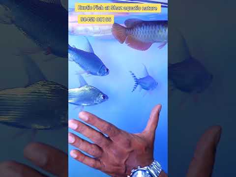 Exotic Fish at Shaz aquatic nature Bellandur Banga +91 98459 88166