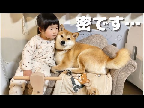 柴犬りんご郎 Shiba Inu Ringoroの最新動画 Youtubeランキング