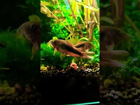 LUCKY and LUCY cory catfish #exoticaquariumfish #f 