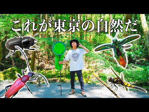 新宿から1時間で来れる山で昆虫採集してみた