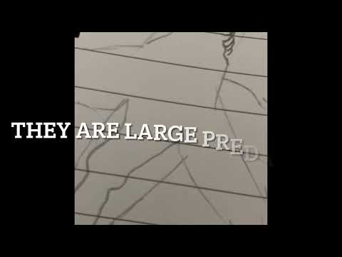 Shark Of The Week # 7