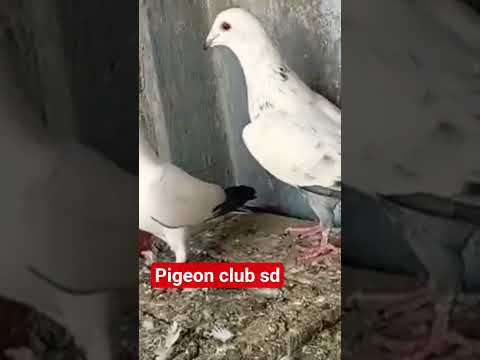 #@kalpare kaldume jod#madrasy#video #nice