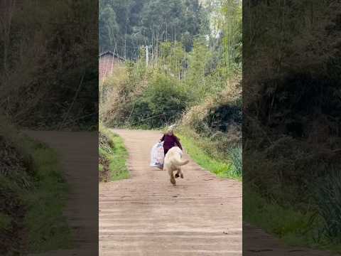 The dog helps Grandma carry her <strong>bags</strong>! #funny #comedy #funnyvideo