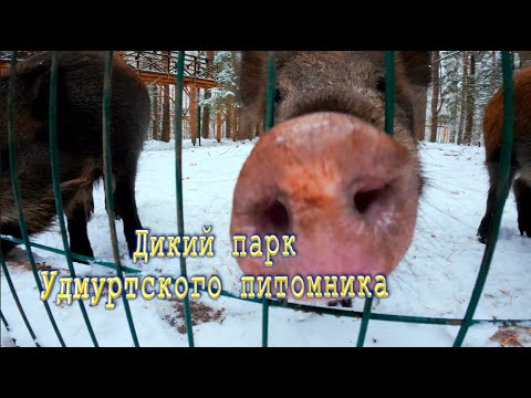 Удмуртский питомник лаек ! Дикий парк ...