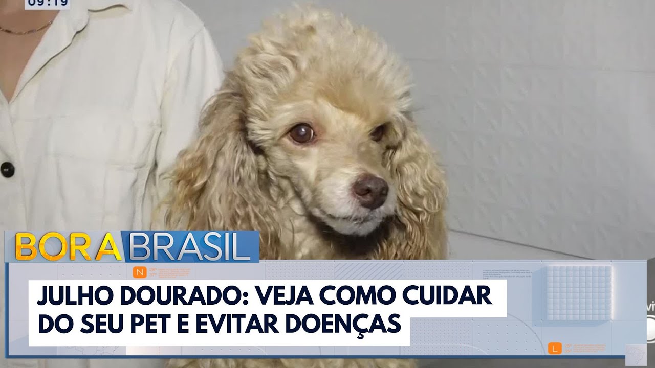 Julho Dourado veja como cuidar do seu pet e evitar doenças