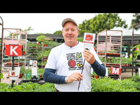 Understanding the Classes of Tomatoes with Expert, Scott of TomatoMania