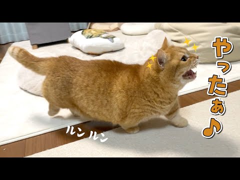 大好きなおもちゃを見るだけでルンルンで寄ってくる猫が可愛すぎる！