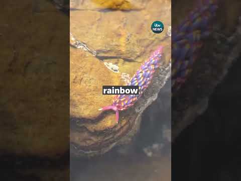 Colourful slugs found in Devon #itvnews #news