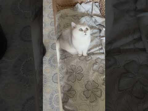 Не только я люблю такие 🥪 #рекомендации #cat #shorts #birds #кот #котик #кошка