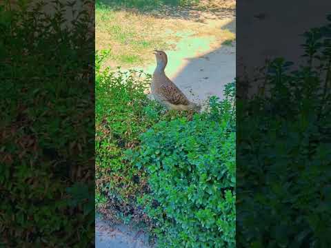 teetar voice 🔥#viral #foryou