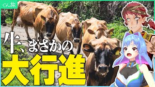 創業138年。日本最古の牧場。牛が自由。すごく自由【神津牧場Vlog】