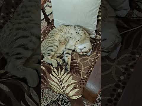 sleeping cat #treandingshorts #catvideo #comedyvideo #pets