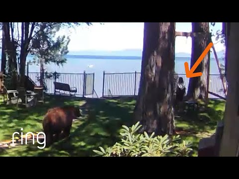 Young Girl's Close Call With Lurking Bear in Backyard! | RingTV