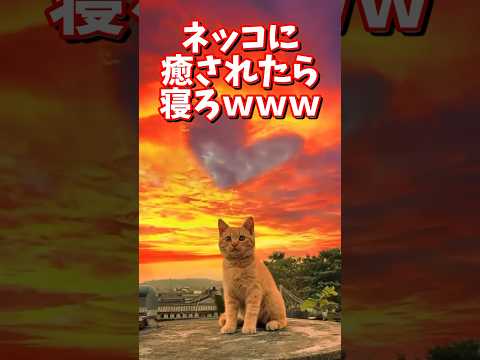 猫の動画サムネイル - ネッコの動画で癒されたら寝ろｗｗｗ　#2ch  #動物  #猫 #癒やし #ねこ動画　#おもしろ