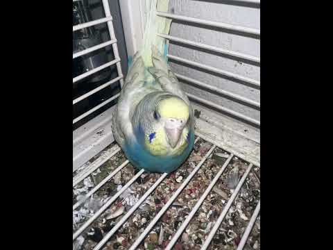 Cloudys birthday compilation 