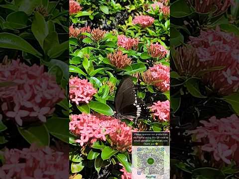 玉帶鳳蝶連環採花,飛起來很美 #wildlife #公園 #大自然 #生態攝影 #趣味 #野生動物 #自然 #wings #蝴蝶 #昆蟲 #insects #butterfly #動物 #生態 #有趣