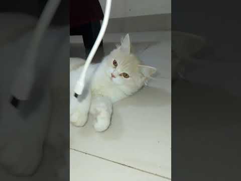 MOCHI THE CAT, Cat Videos,  Cat Lover #cat #cute