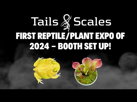 Toronto Reptile Expo Jan 28th 2024 - Booth Set Up A short video we decided to film while vending at the Toronto Reptile Expo just yesterday.  This jus