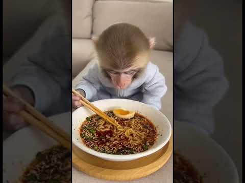 Yummy 😋 #ramen #noodles #asmr #monkey #eating