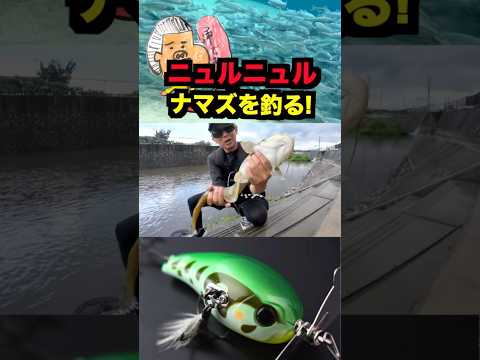 ニュルニュル魚をルアーで釣ったらすごかった！ #ルアー #fishing #釣り