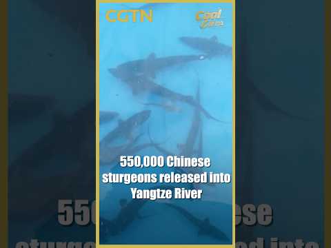 550,000 Chinese sturgeons released into Yangtze River #coolchina